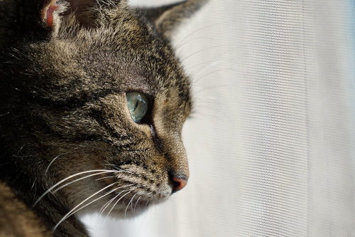 What is Pet Mesh and What are the Options?